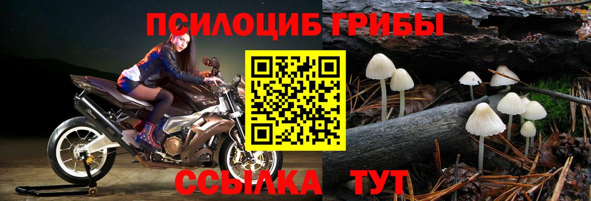 Галлюциногенные грибы Psilocybe Богородск